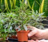 Bahçe Bitkileri & Fidan