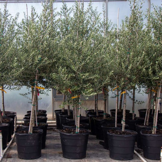Arbequina Zeytin Fidanı 