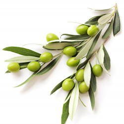 Arbequina Zeytin Fidanı 