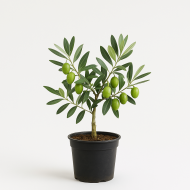 Manzanilla Zeytin Fidanı 