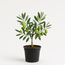 Manzanilla Zeytin Fidanı 